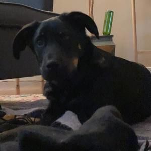 Meet your Posher, Frank